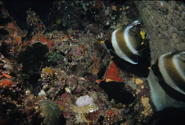 Pennant Bannerfish