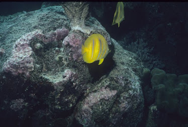 Rainford's Butterflyfish