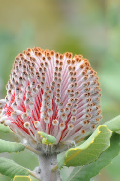 Banksia coccinea