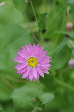 Rhodanthe manglesii