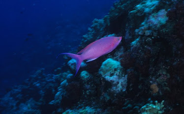 Amethyst Anthias