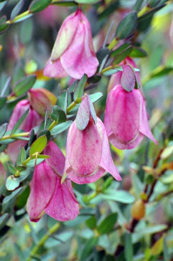 Qualup Bell - Pimelea physodes - Thymeleaceae