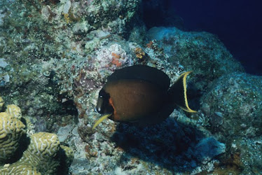 Mimic Surgeonfish