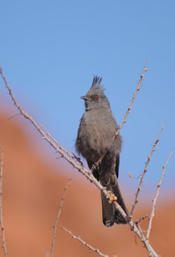 Phainopepla