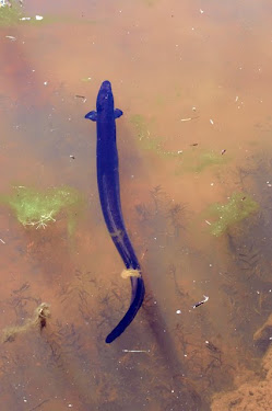 Long-fin Eel