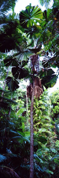 Queensland Fan Palm