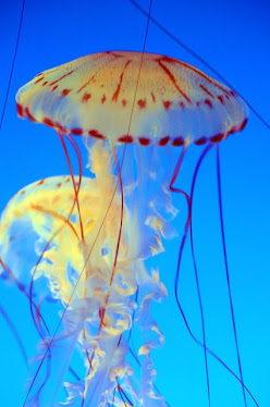 Jellyfish #13
