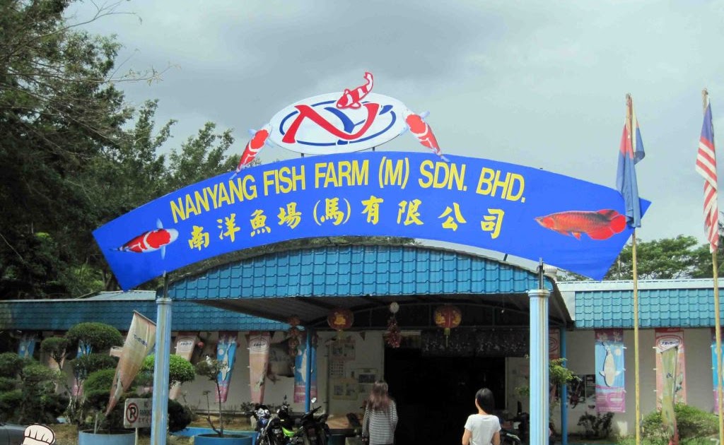 Nan Yang Fish Farm Bemban, Kulai, Johor Nikel Khor ^ ^ PaPago kaki