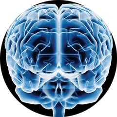 Neurociencia: Entrena tu cerebro; cambia tu mente