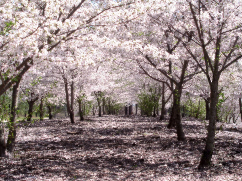 Foto Bunga Sakura Jepang Foto Bunga Sakura Jepang