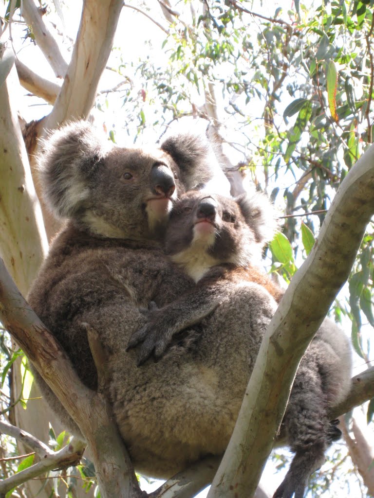 Mama Koala