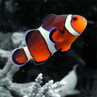 Spesis Ikan Laut