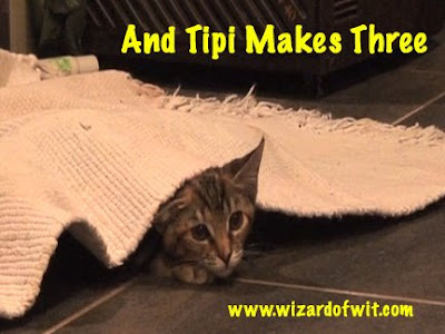 cat tipi