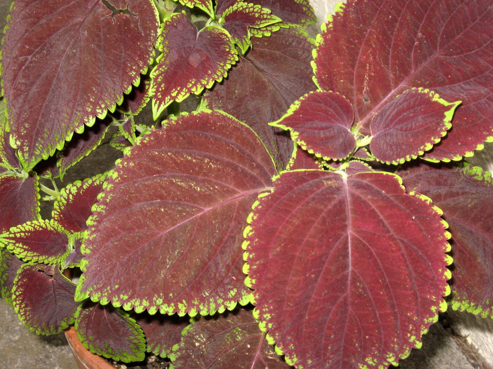 [coleus.jpg]
