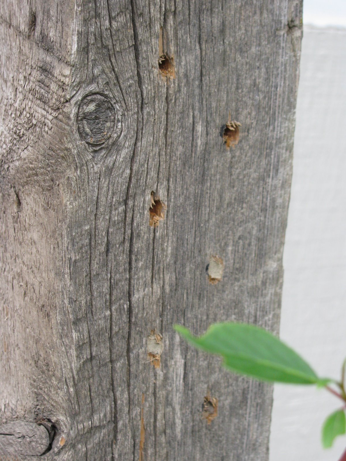 [bees+008.JPG]