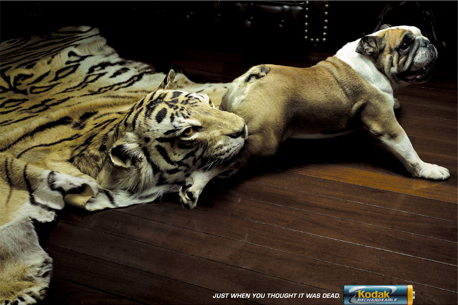 [Kodak-Tiger-Rug.jpg]