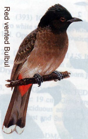 [red-vented-bulbul.jpg]