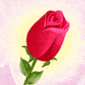 My Favourite Rose