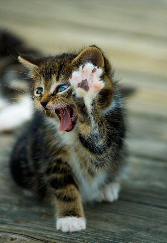 [Cat-Hi-Five.jpg]