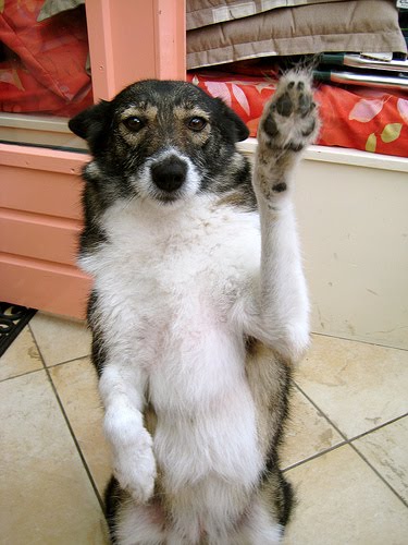 [dog-giving-high-five.jpg]