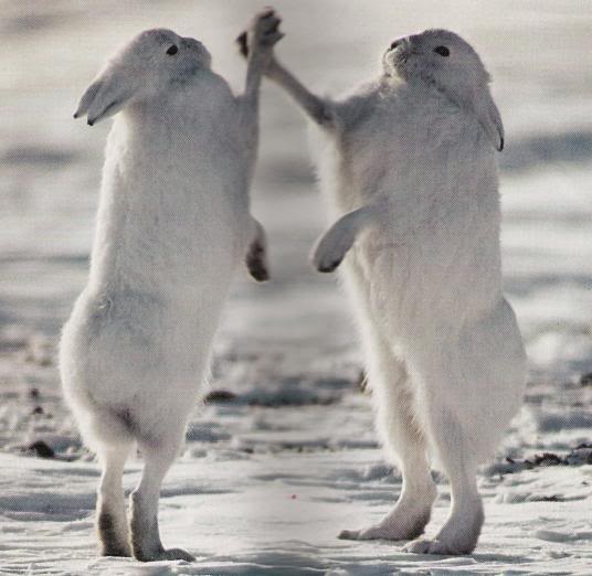 [RabbitHighFive.jpg]