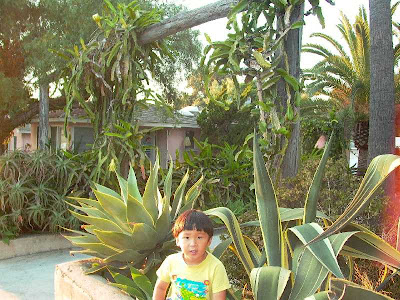 Dragon+fruit+plant+pictures
