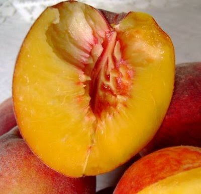 Peach (Prunus persica) is a