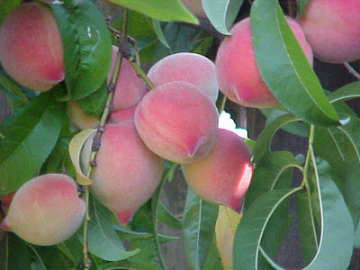 Peach (Prunus persica)