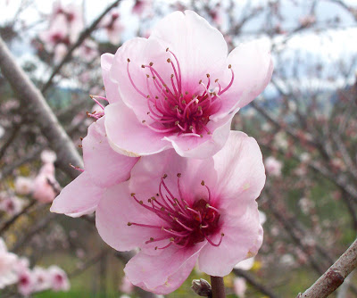 Peach (Prunus persica) - Helpful in the removal of worms from the intestinal tract
