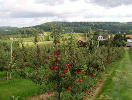 Apple Plantation