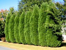 to put in privacy trees.