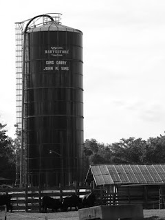 Cool silo with WI cows
