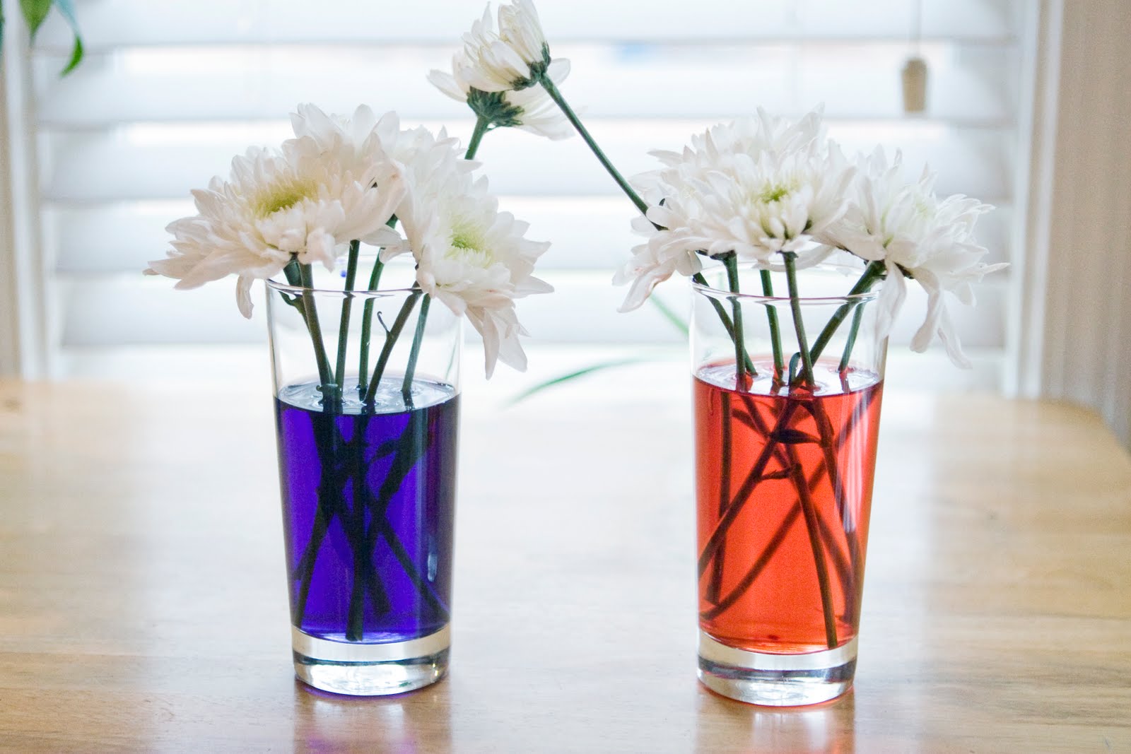 Carnation Experiment