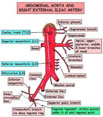 abdominal aorta branches ct