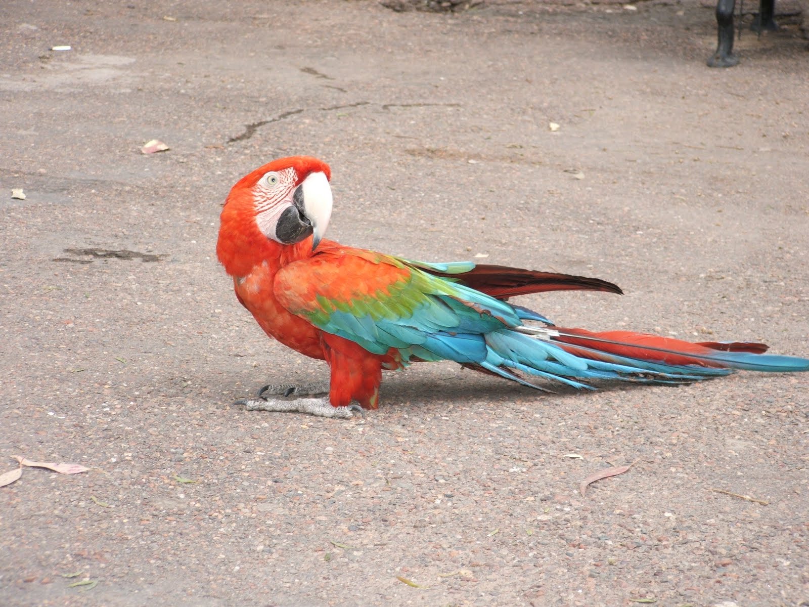 Animals in danger of extinction: Argentinian animals in danger of extintion