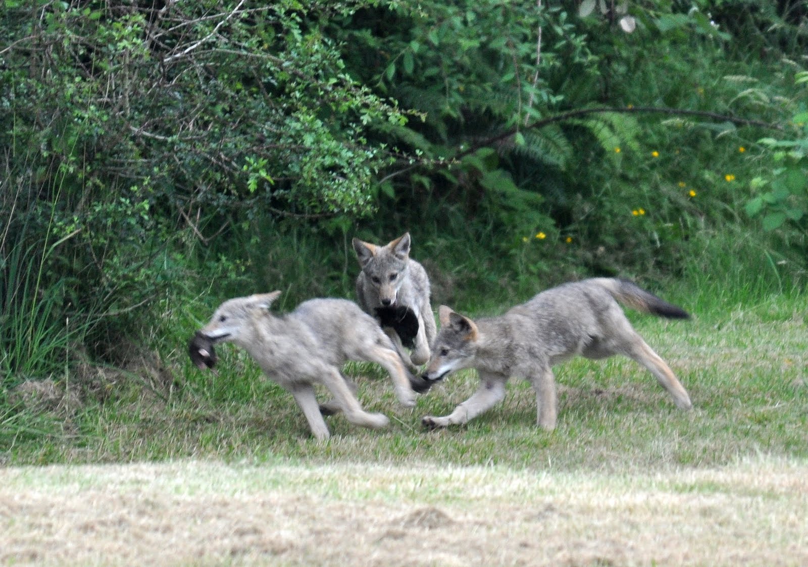 http://4.bp.blogspot.com/_0uxxQY4OUAk/TDOAJWhVkoI/AAAAAAAAAjc/EcPQcrtAmWY/s1600/coyote2.jpg