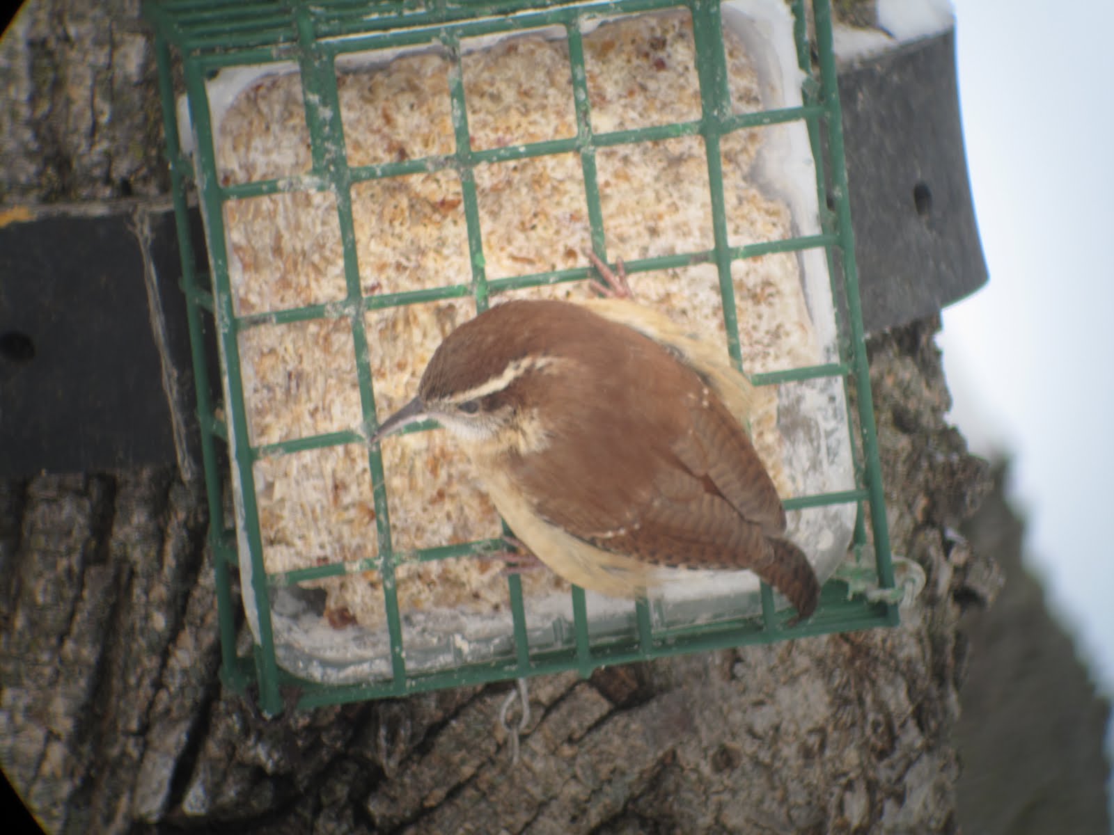 [CarolinaWren010310.JPG]