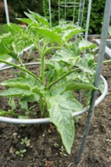 Baby tomato plants