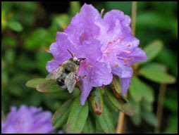azalea e ape azalea e ape