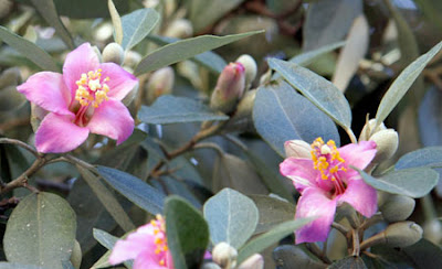 leccio in fiore leccio in fiore