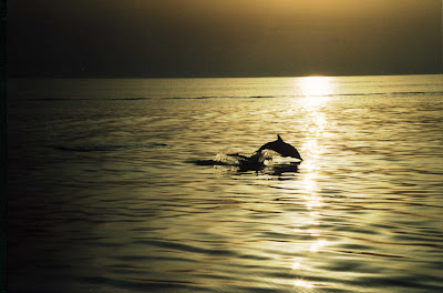 delfini al tramonto