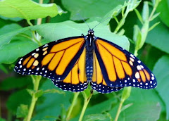 Why are monarch butterflies at risk?