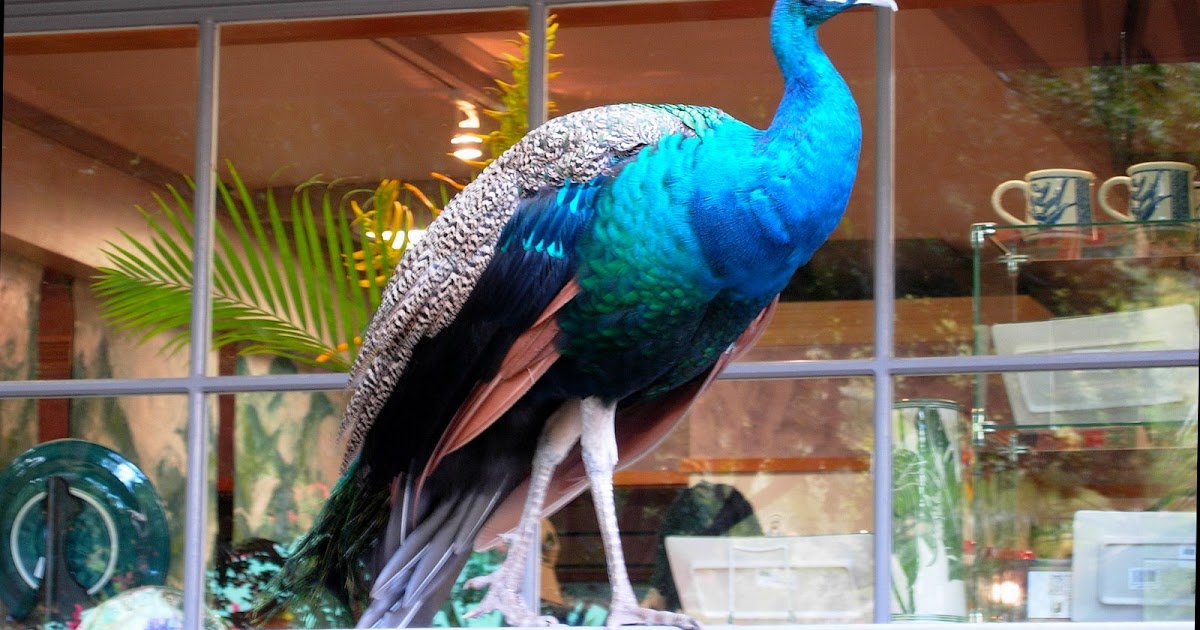 Bri in HI: Visitors and Waimea Falls