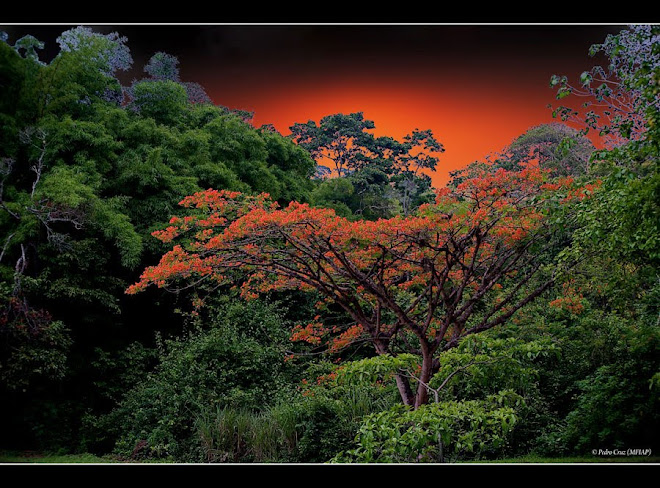 tabebuia-rosea