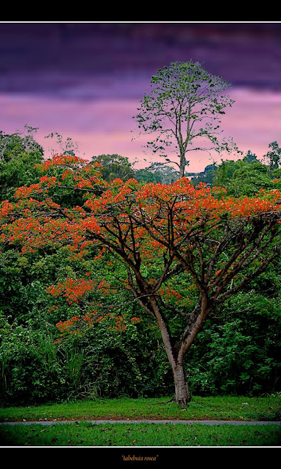 tabebuia rosea