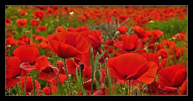 poppies