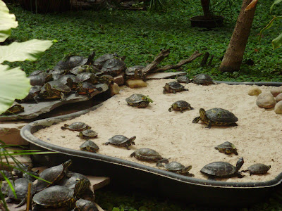 clases de tortugas