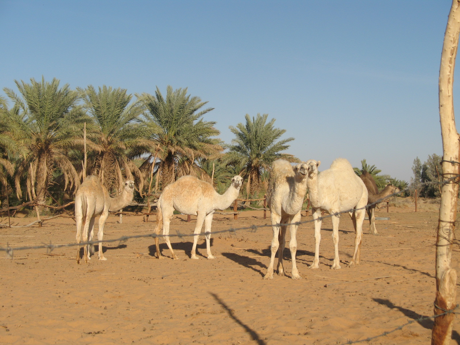 saudi arabian camels