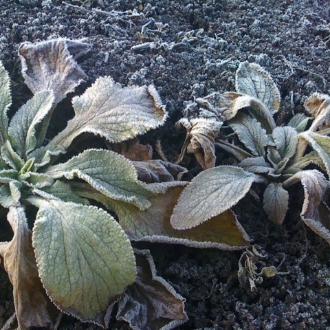 [IMG_6807-734990.jpg]