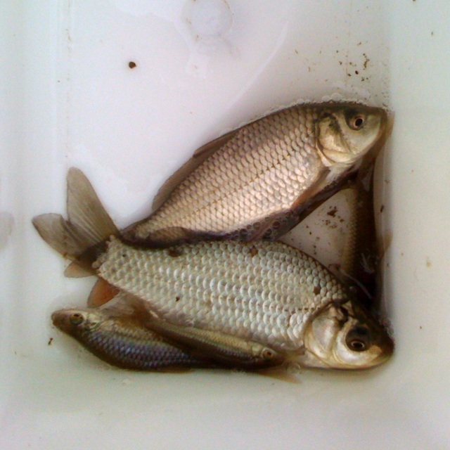 [IMG_5249-733561.jpg]